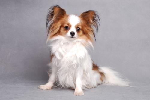 长不大的宠物狗