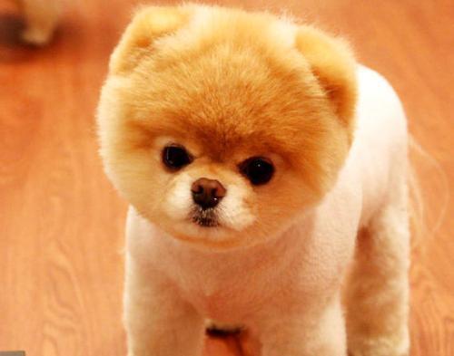 长不大的宠物狗