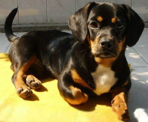 长不大的宠物狗