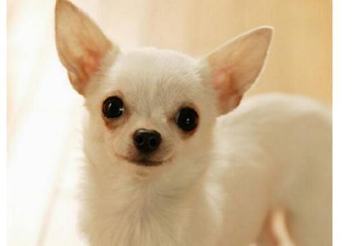 长不大的宠物狗