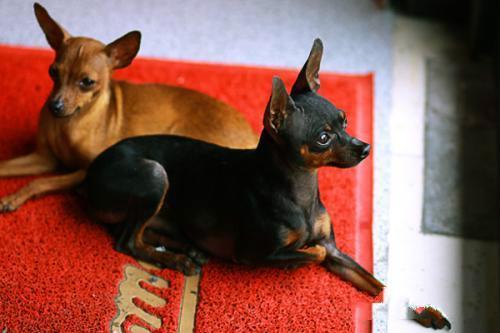 长不大的宠物狗