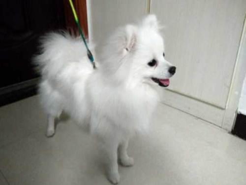 长不大的宠物狗