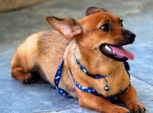 长不大的宠物狗