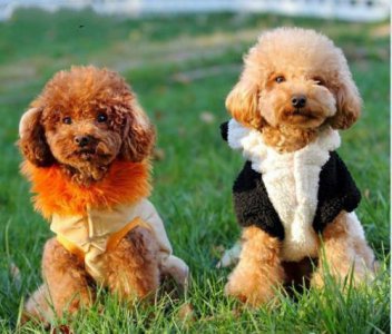 ​长不大的宠物狗