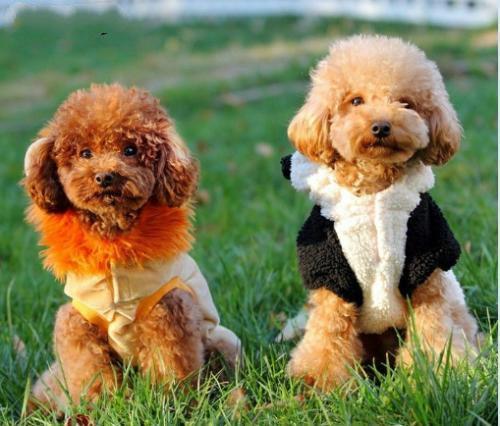 长不大的宠物狗