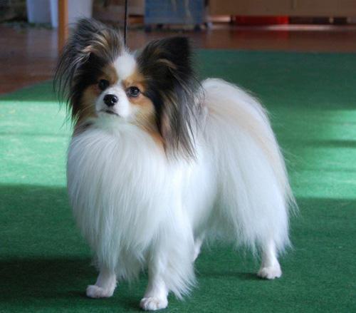 长不大的宠物狗