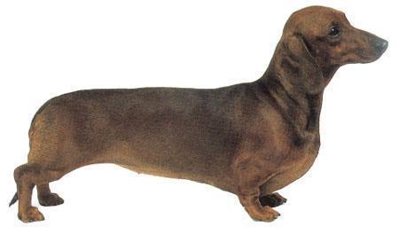 长不大的宠物狗