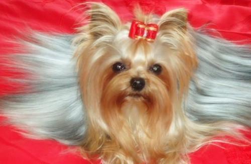 长不大的宠物狗