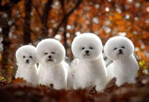 长不大的宠物狗