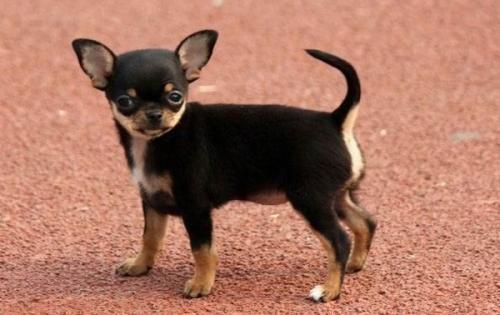 长不大的宠物狗