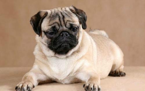 长不大的宠物狗