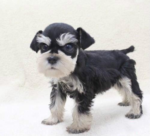 长不大的宠物狗