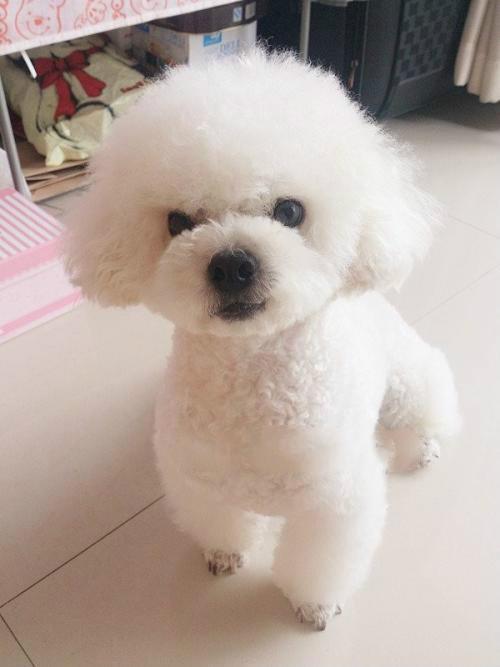 长不大的宠物狗