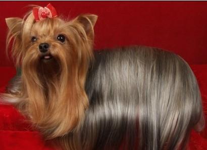 长不大的宠物狗