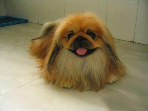 长不大的宠物狗