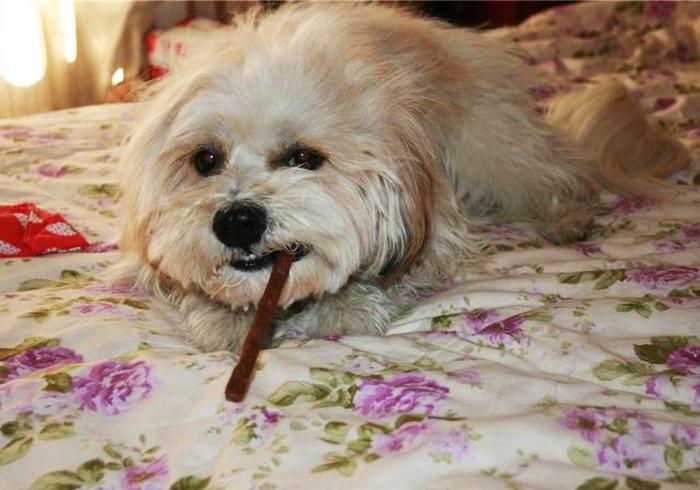 给狗做“安乐死”非常残忍？不要让你的自私与无知，再伤害狗狗了