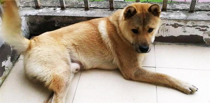 给狗做“安乐死”非常残忍？不要让你的自私与无知，再伤害狗狗了