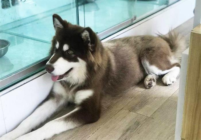 给狗做“安乐死”非常残忍？不要让你的自私与无知，再伤害狗狗了