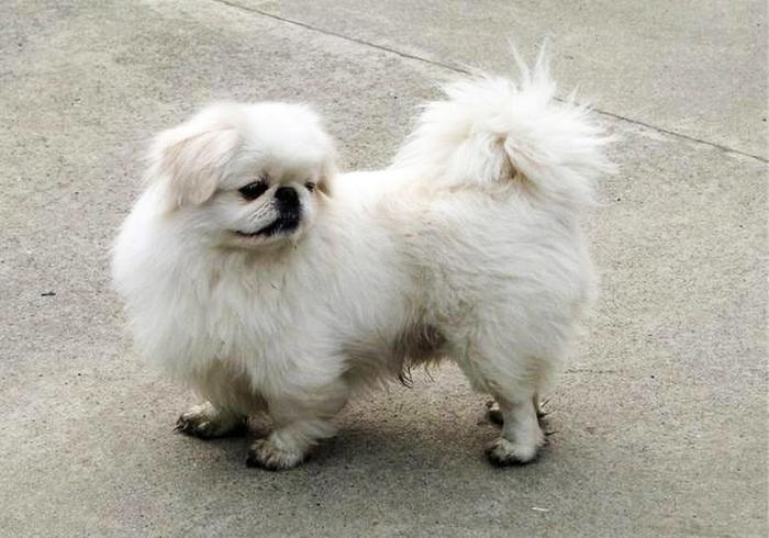 给狗做“安乐死”非常残忍？不要让你的自私与无知，再伤害狗狗了