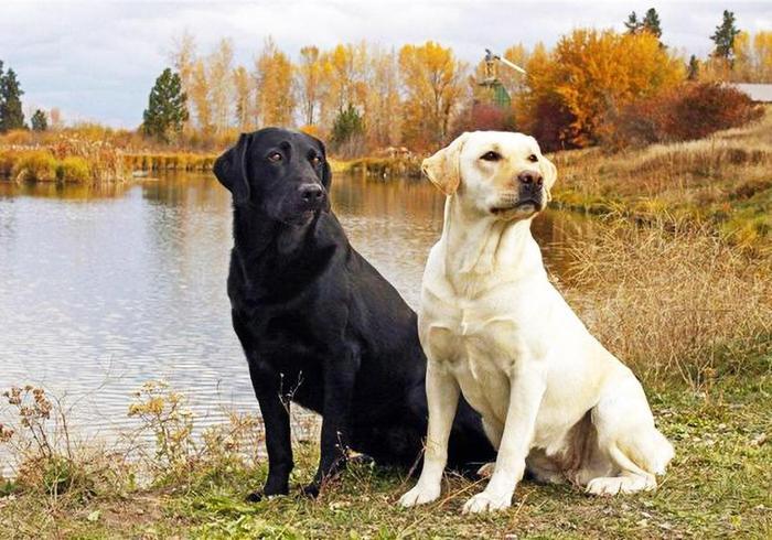 给狗做“安乐死”非常残忍？不要让你的自私与无知，再伤害狗狗了