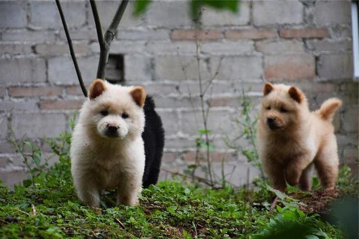 给狗做“安乐死”非常残忍？不要让你的自私与无知，再伤害狗狗了