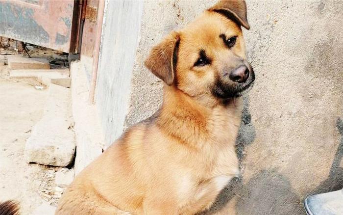 给狗做“安乐死”非常残忍？不要让你的自私与无知，再伤害狗狗了