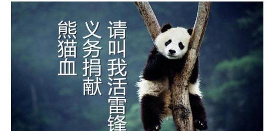 独一无二！熊猫血算什么？准妈妈血型全世界都没见过！