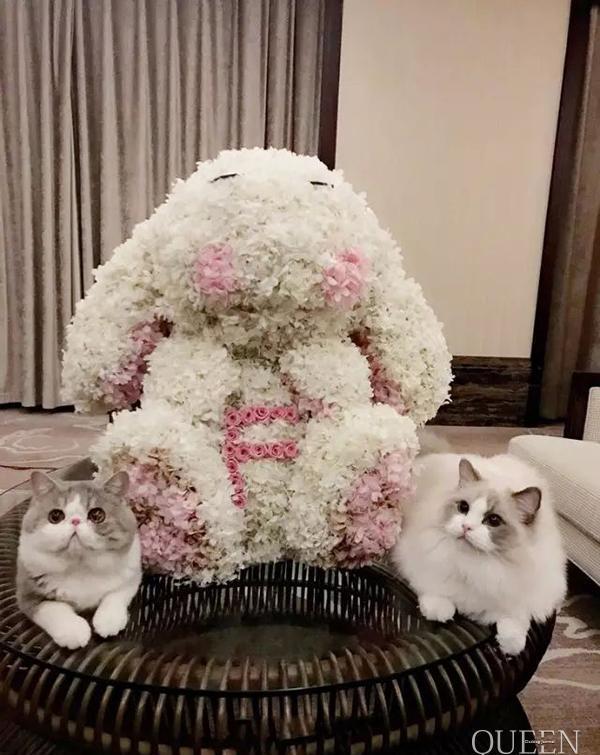 甜蜜轰炸，李晨求婚范冰冰成功，大黑牛终于抱得美人归！