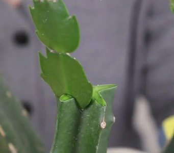 ​如何才能把蟹爪兰嫁接在仙人掌上呢？在家闲着没事，一起来学学