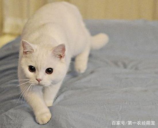 吸猫体质到底该如何炼成这五件事都做好，高冷猫咪也会亲近你