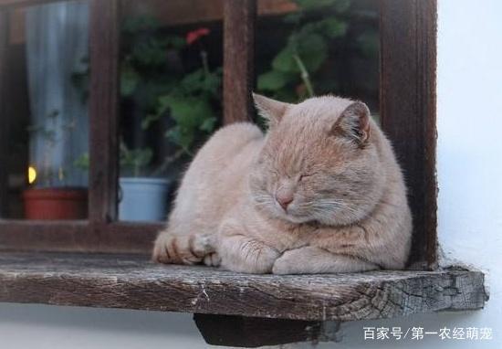 吸猫体质到底该如何炼成这五件事都做好，高冷猫咪也会亲近你