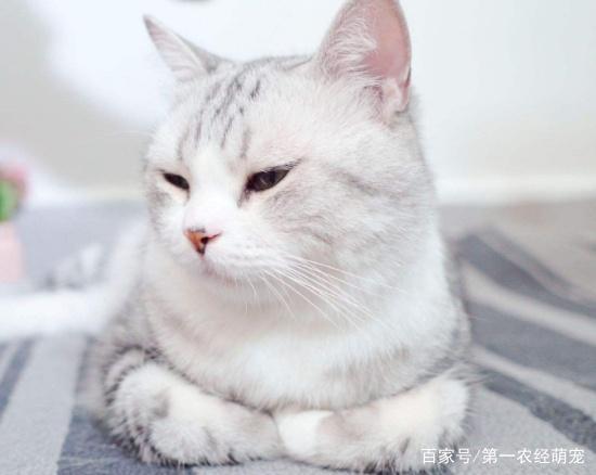 吸猫体质到底该如何炼成这五件事都做好，高冷猫咪也会亲近你