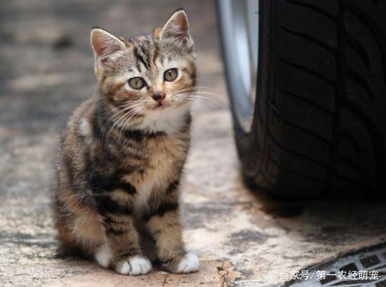 吸猫体质到底该如何炼成这五件事都做好，高冷猫咪也会亲近你