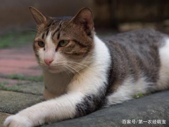 吸猫体质到底该如何炼成这五件事都做好，高冷猫咪也会亲近你