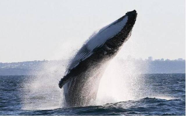 上联：鱼跃此时海，下联如何对？这样才是对对联的正确方式！