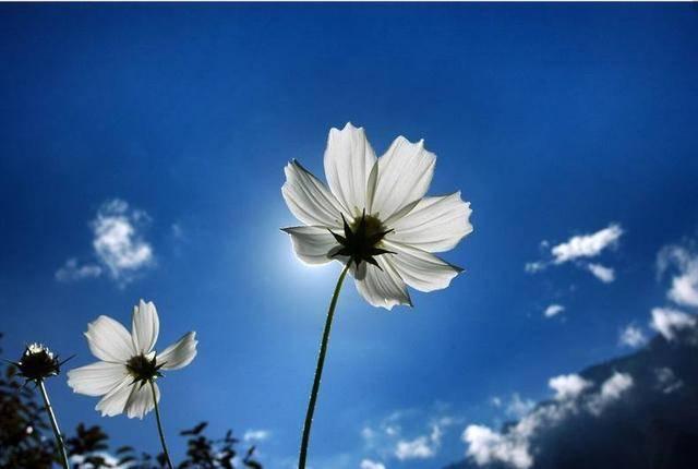 上联：鱼跃此时海，下联如何对？这样才是对对联的正确方式！