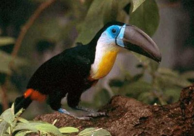 ​世界最萌宠物十大排名