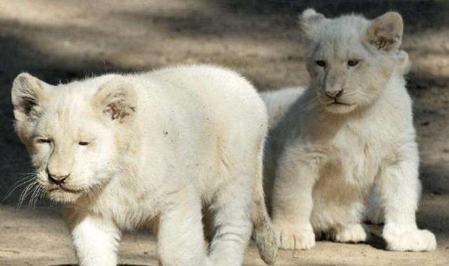 世界十大最萌的宠物 ，白狮倒数，榜首竟是它