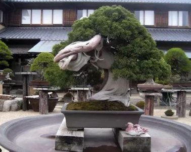 ​世界十大金奖盆景排名，排名第一已有八百年树龄