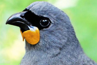 ​世界濒临灭绝的鸟十大排名 白腹军舰鸟榜上有名 南岛垂耳鸦荣登榜首