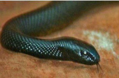 ​世界最毒十大生物排名 大班蛇第一名 石头鱼暂居第二