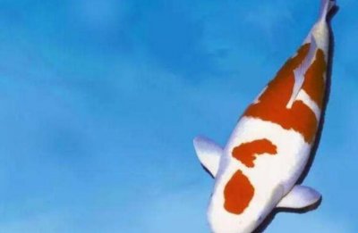 ​世界最贵的十大观赏鱼 锦鲤楼兰排名第一 最后一名让人惊讶！