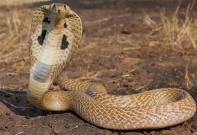 ​世界杀人动物十大排行榜 响尾蛇第七 亚洲眼镜蛇荣登榜首