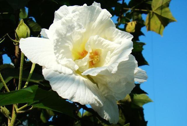 芙蓉换盆后，只要学会一个妙招，成活率非常高