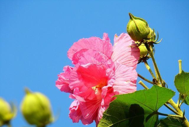 芙蓉换盆后，只要学会一个妙招，成活率非常高