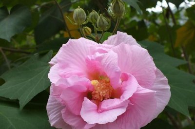 ​芙蓉换盆后，只要学会一个妙招，成活率非常高