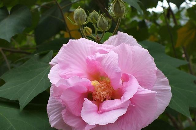 芙蓉换盆后，只要学会一个妙招，成活率非常高