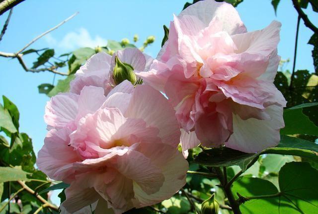 芙蓉换盆后，只要学会一个妙招，成活率非常高