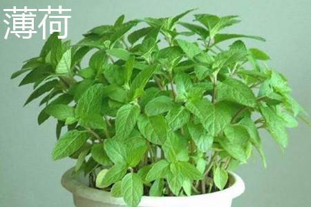 圆叶薄荷与薄荷应该如何去辨别？