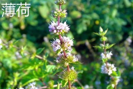 圆叶薄荷与薄荷应该如何去辨别？